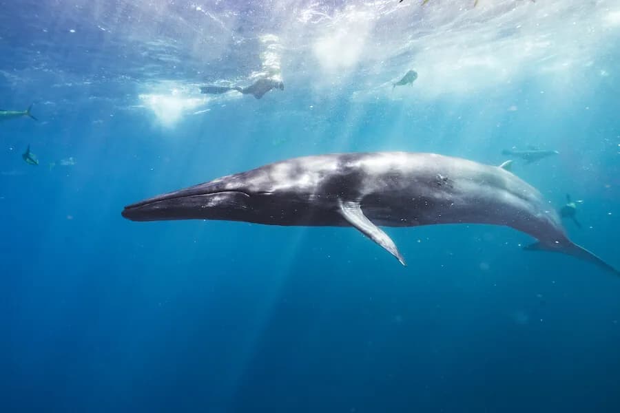 Zwierzęta słyszące ultradźwięki: jak wykorzystują tę zdolność?