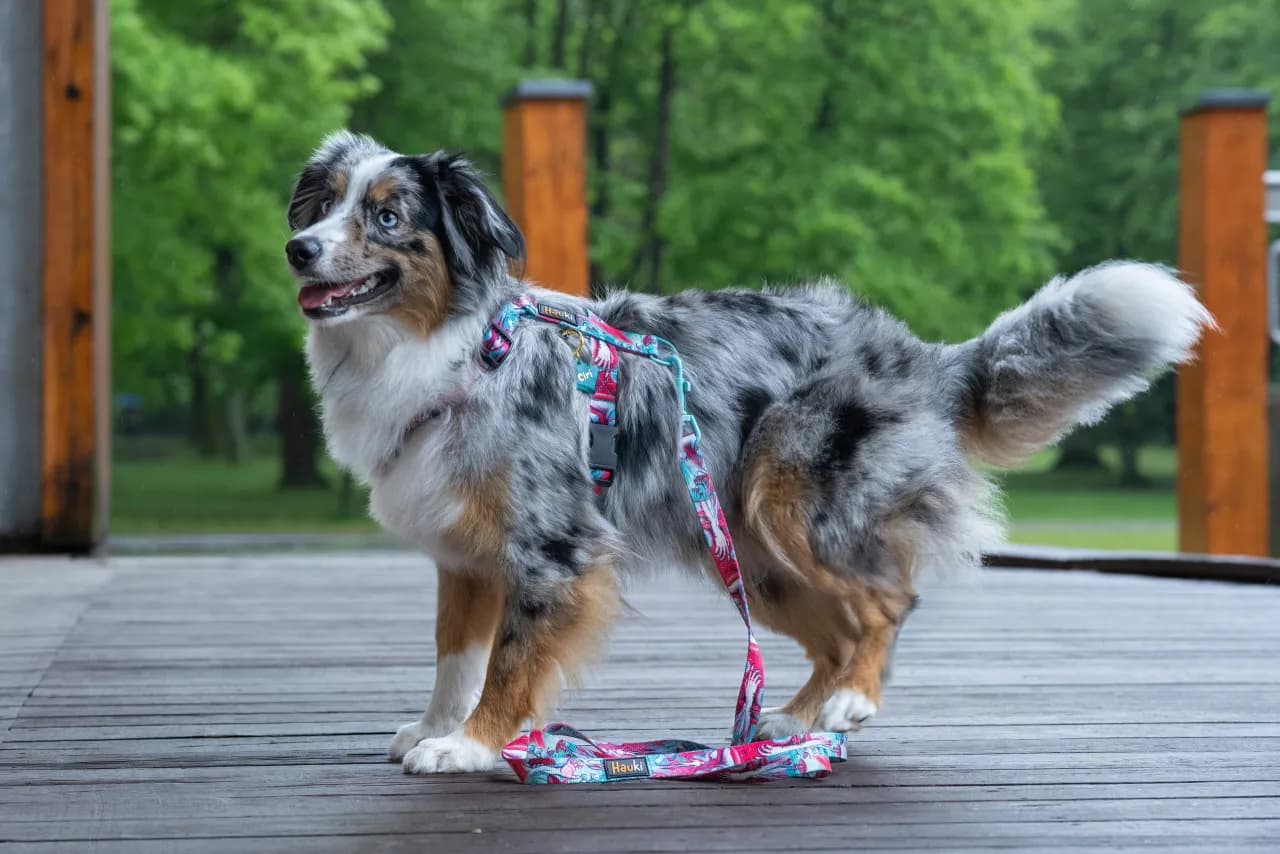 Szelki dla niewidomego psa: jak zapewnić bezpieczeństwo i komfort